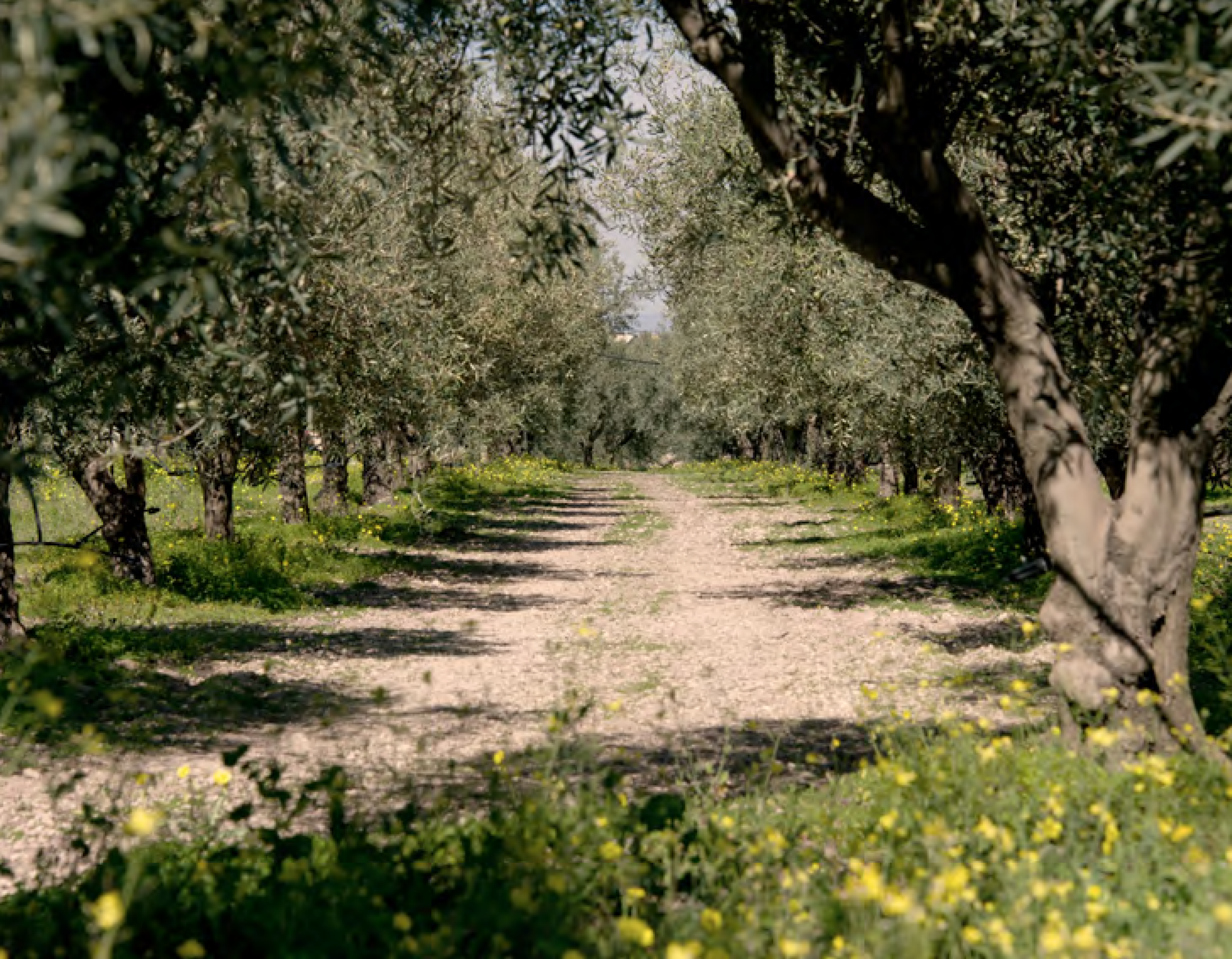 field-background
