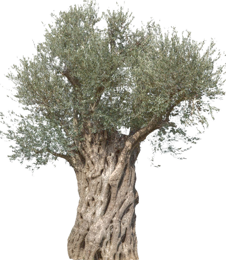 olive-tree